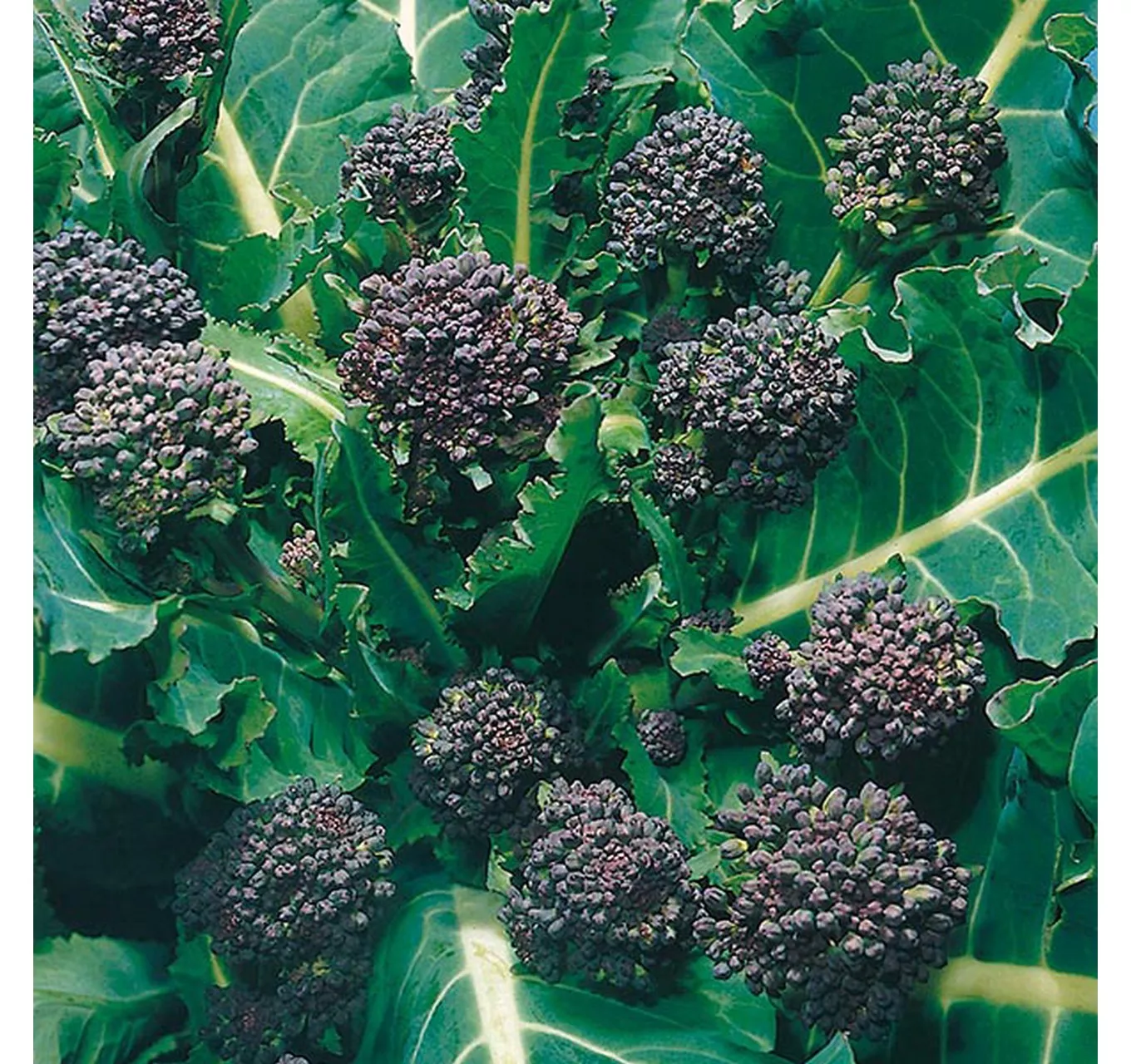Broccoli Early Purple (Sprouti