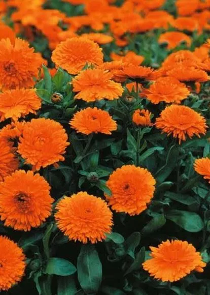 Calendula Candyman Orange