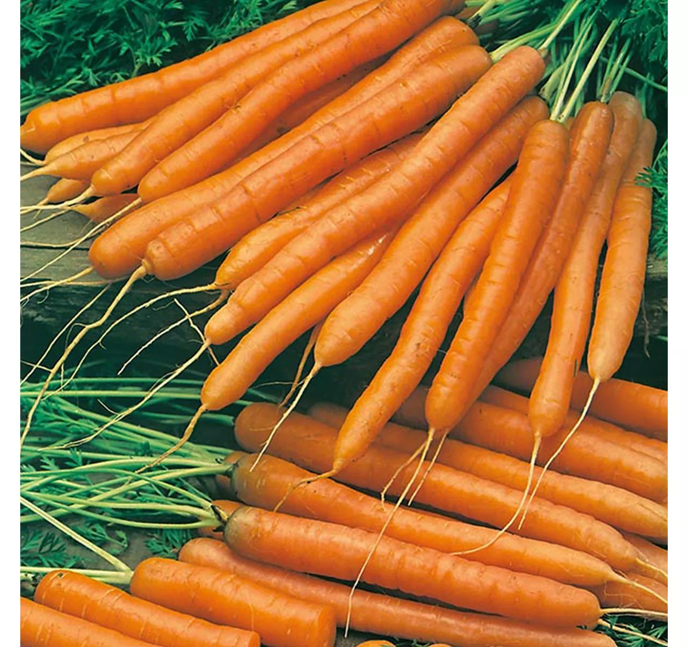 Carrot Amsterdam 2 (Solo)