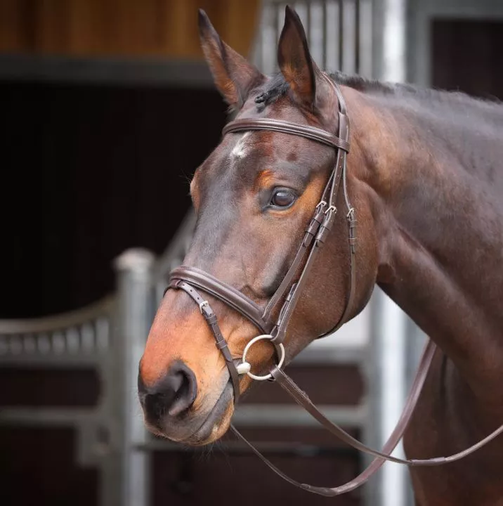 Gara Comfort Fit Bridle