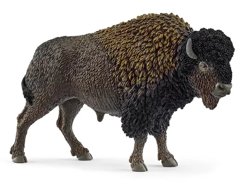 Bison