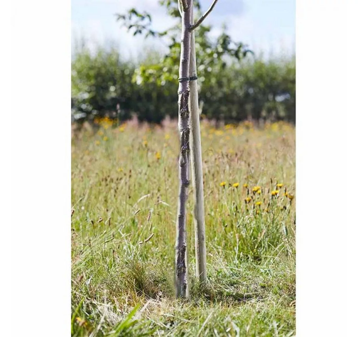 Round Tree Stake 180cm