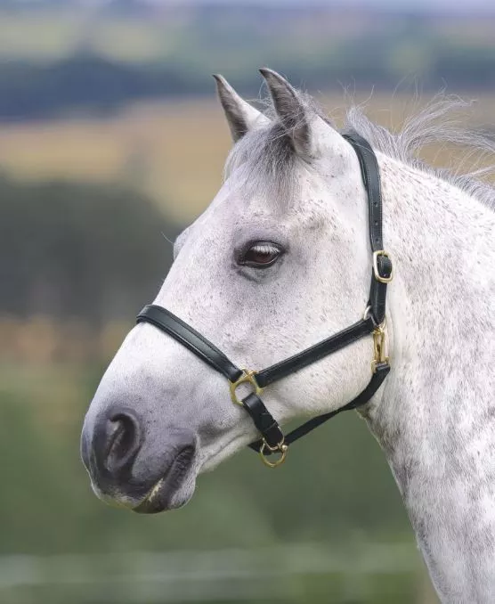 Ragley Headcollar