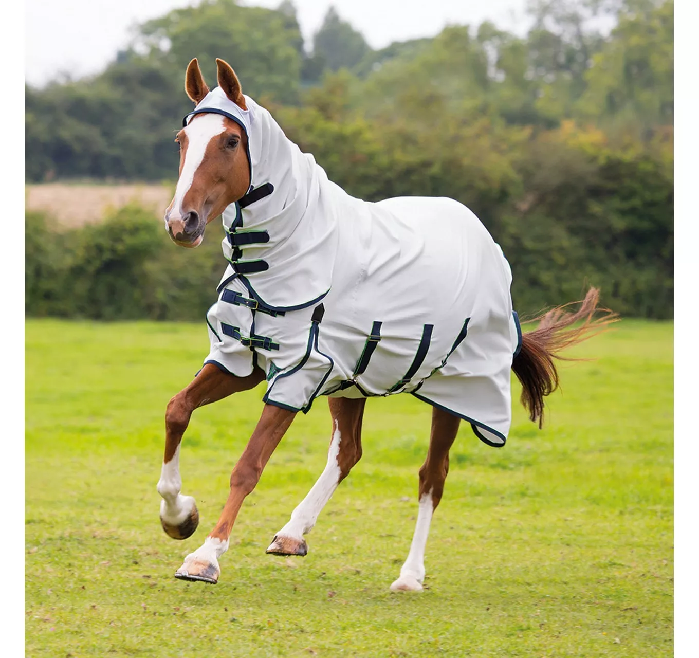 Highlander Sweet-Itch Rug