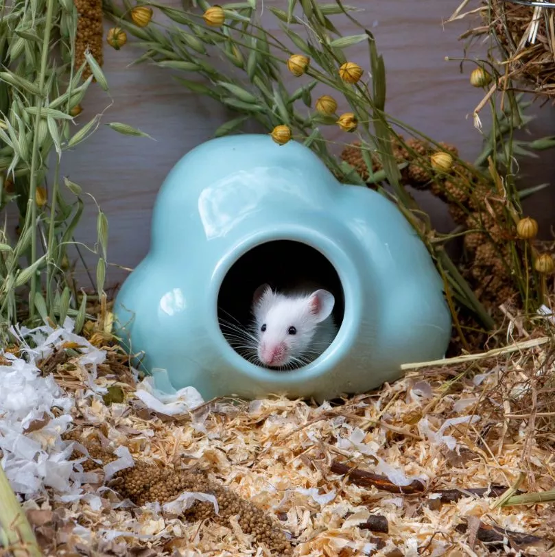 Small Animal Cloud Hide