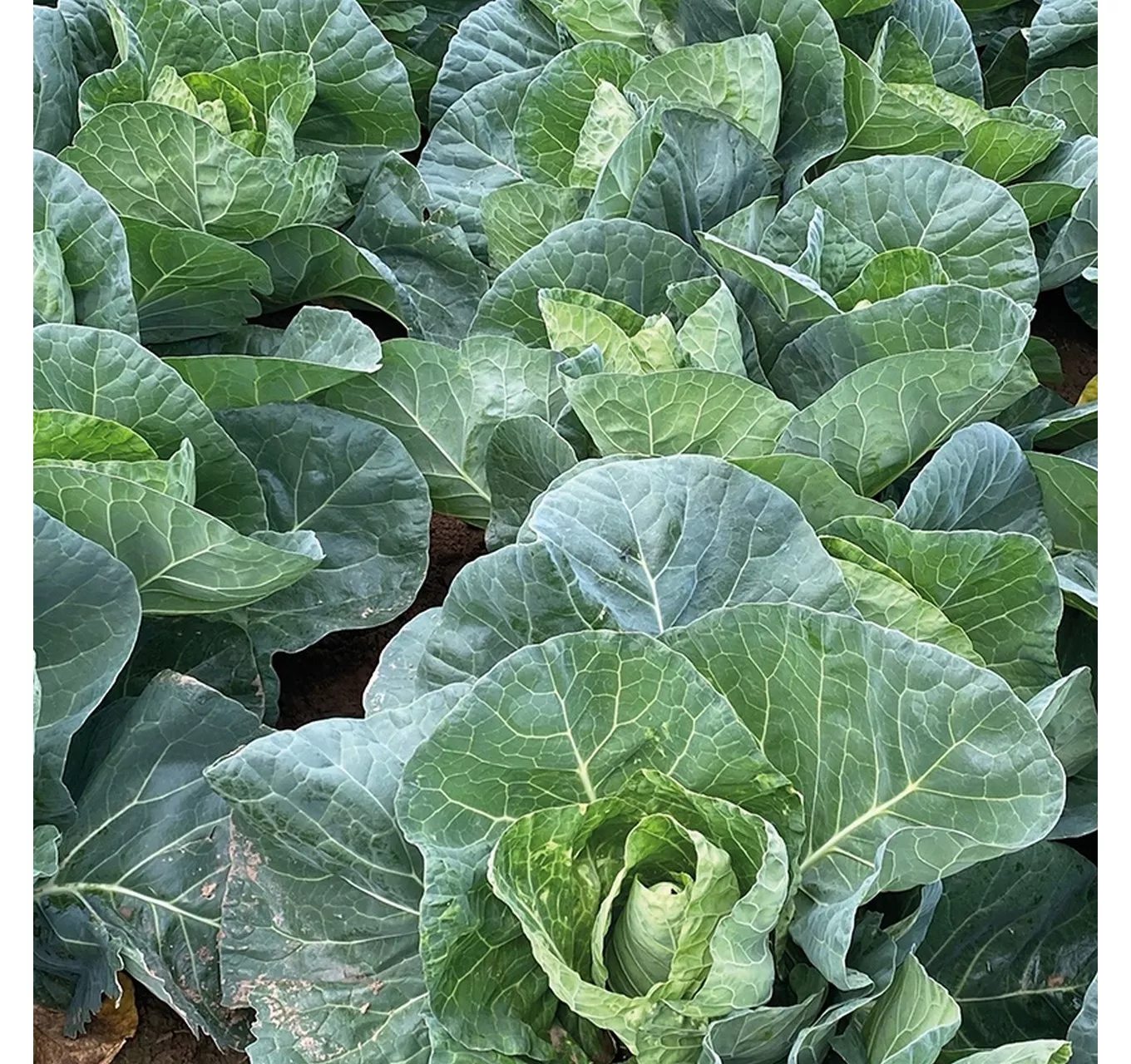 Cabbage Wintergreen