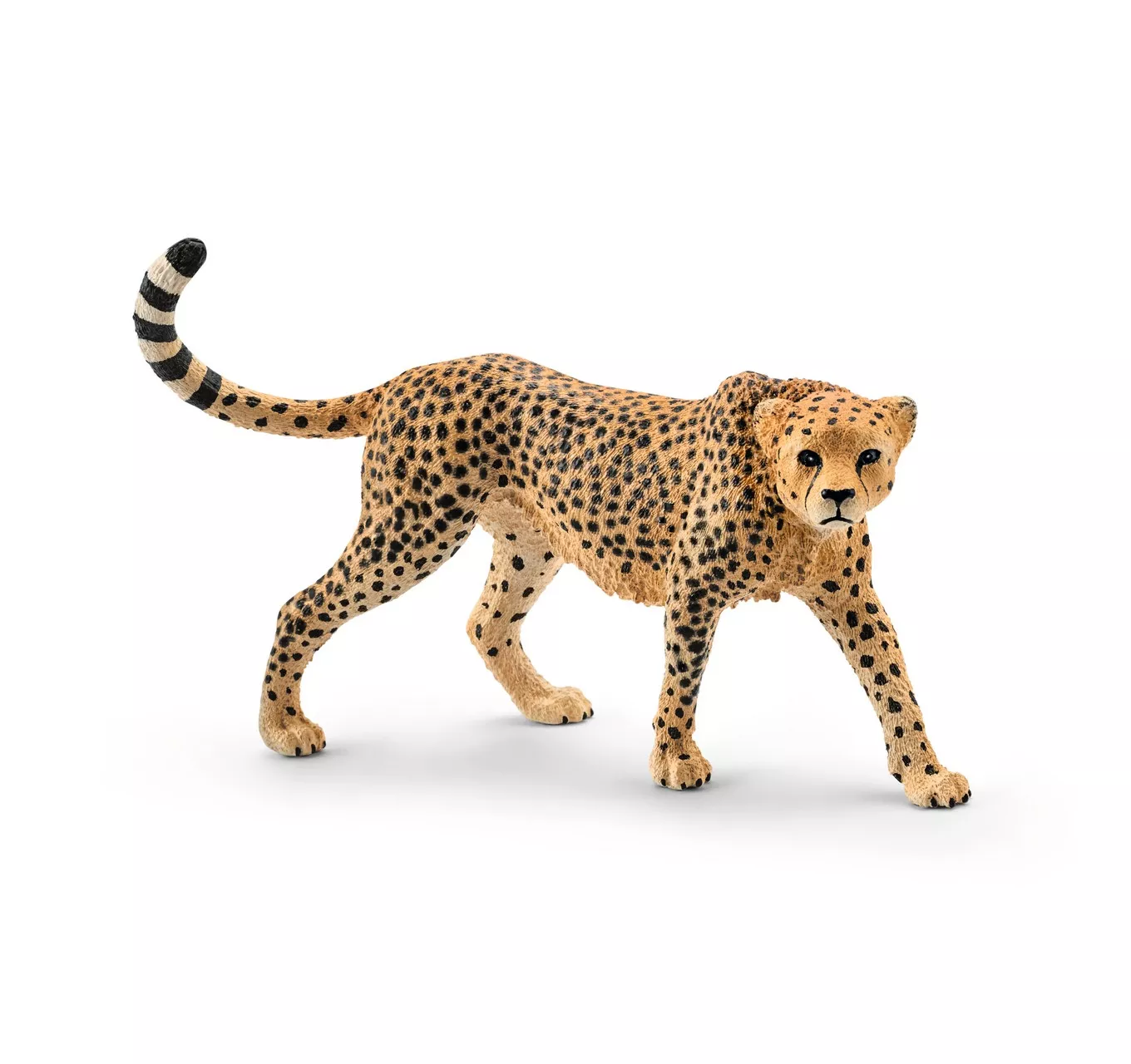 Cheetah, Female