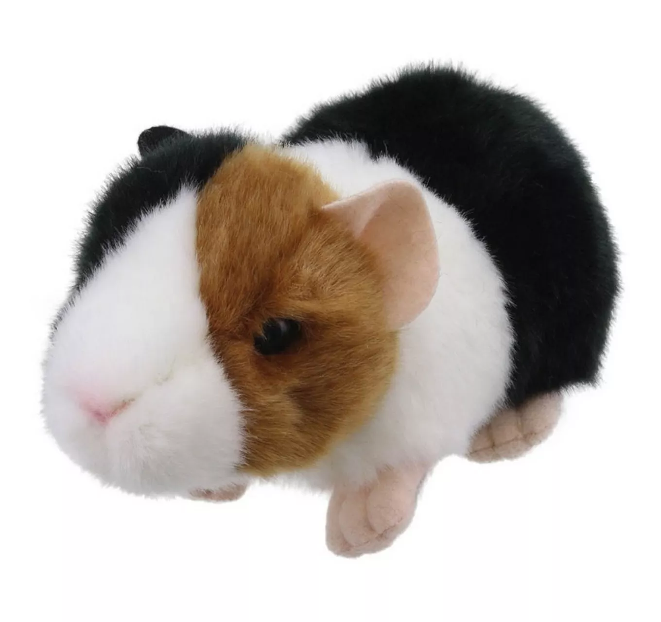 Minis - Guinea Pig