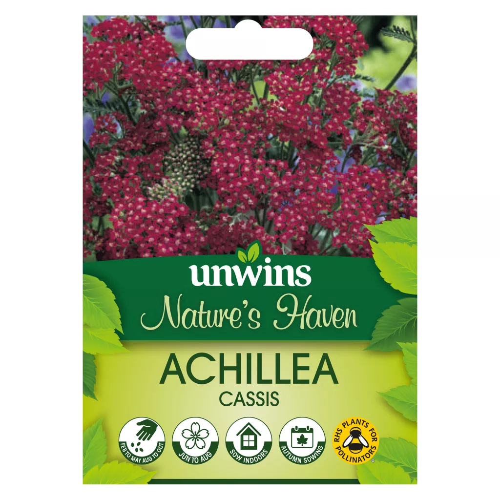 NH Achillea Cassis