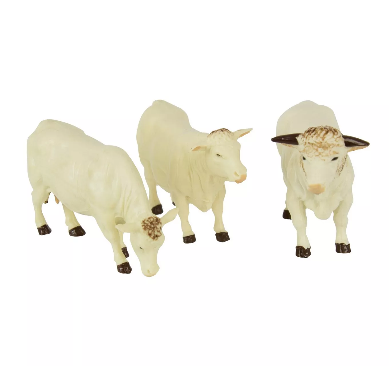 Charlais Cow Pack