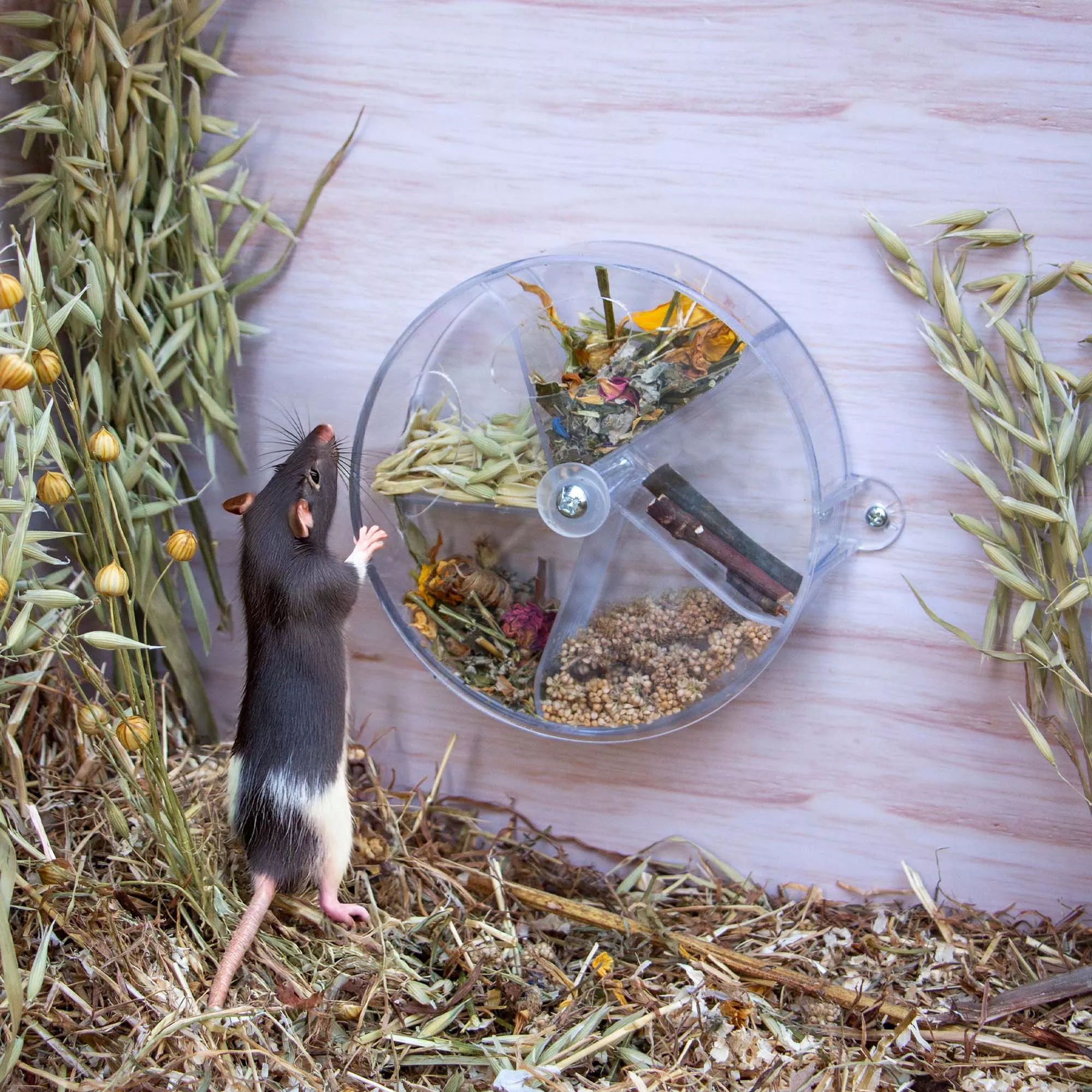 Foraging Puzzle