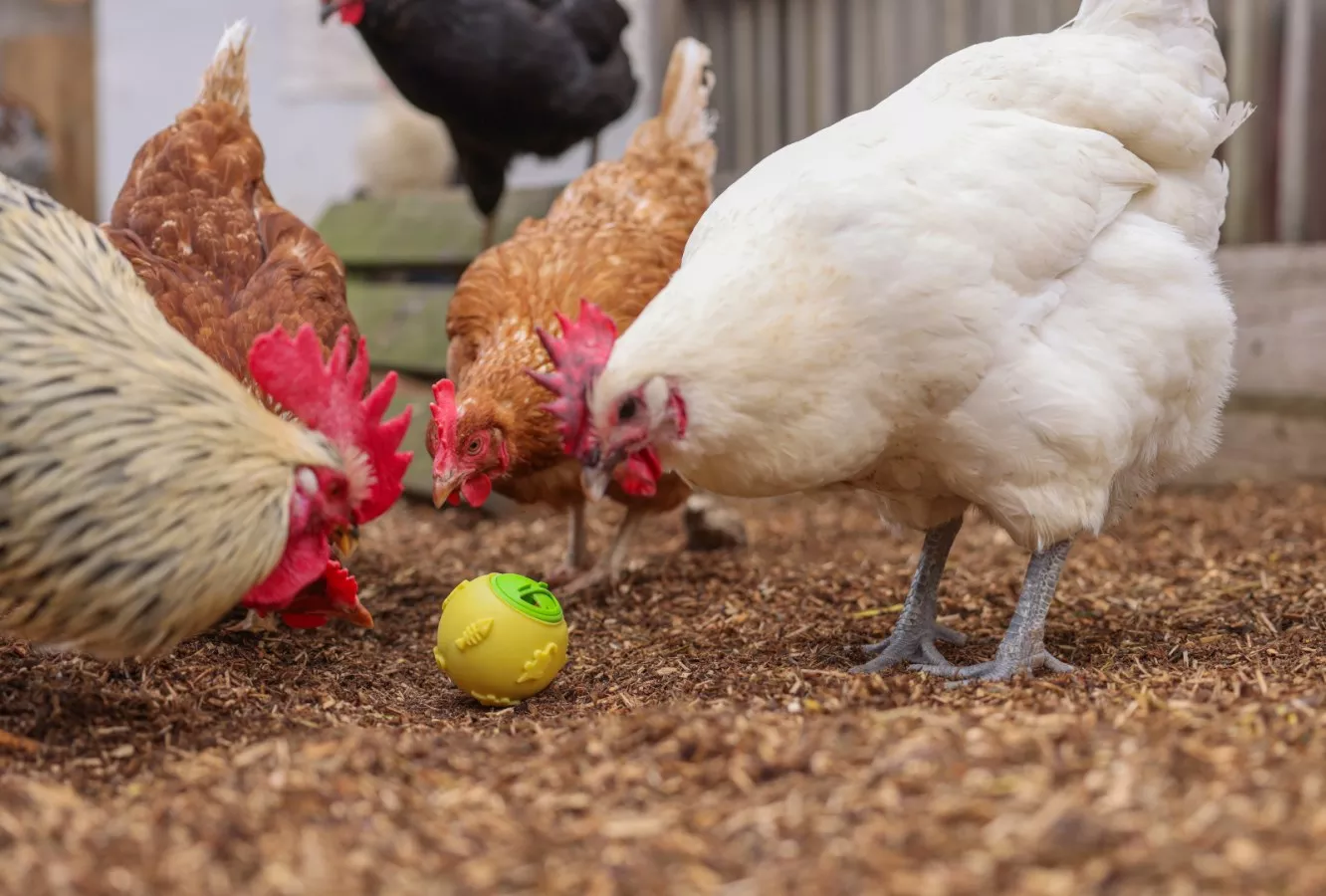 Snack Ball for Chickens