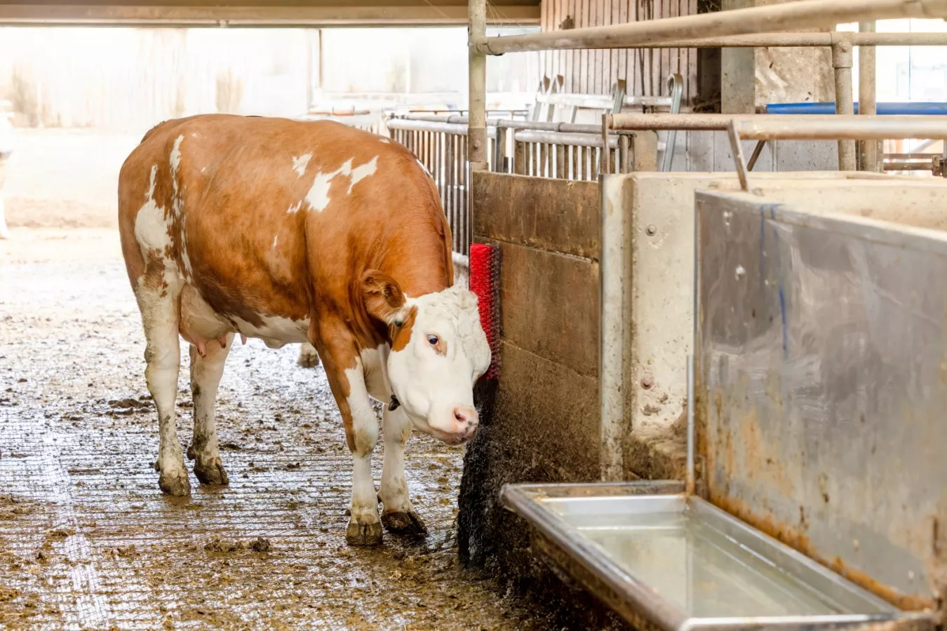 Scratch Brush Benny 19 x 44cm