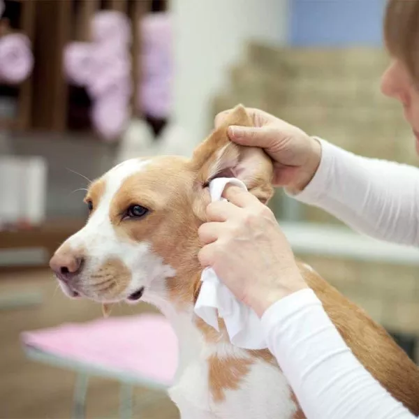 Biodegradable Pet Wipes 40pk