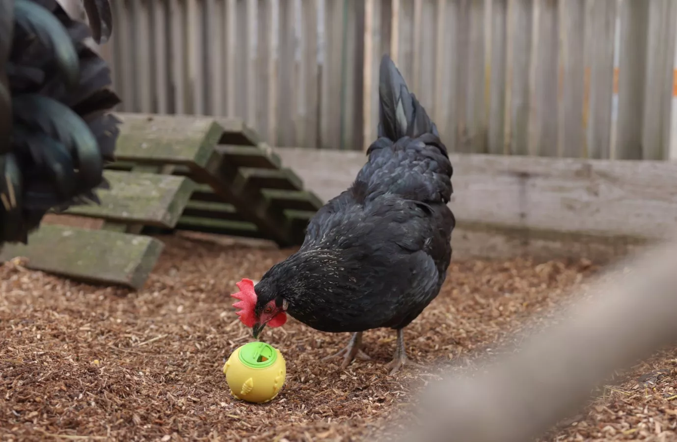 Snack Ball for Chickens