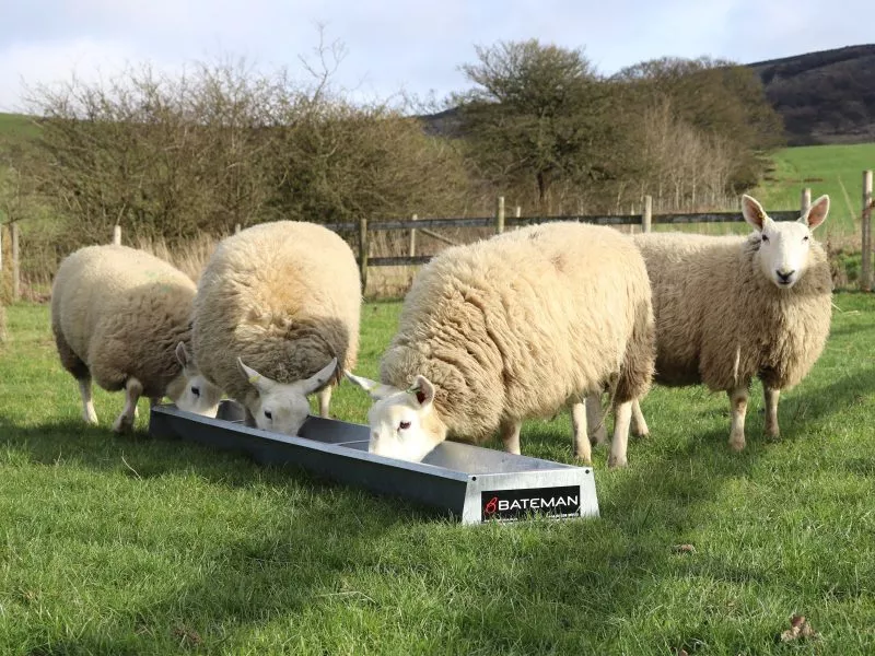 Sheep Feed Trough Long 2740mm