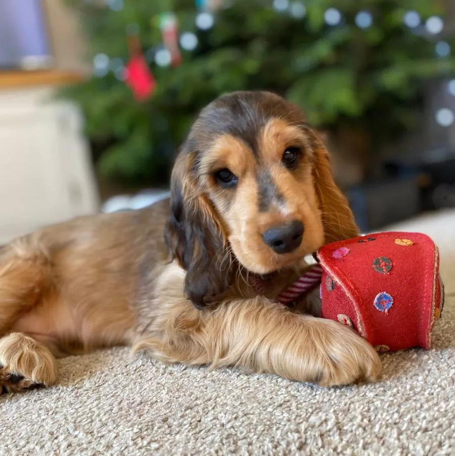 Monsieur Bauble Eco Toy
