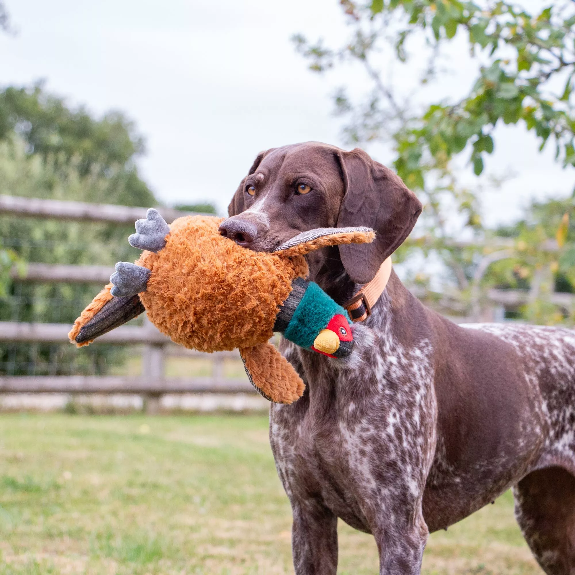 Heritage Phoebe Pheasant